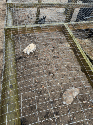 Rabbits at the petting zoo at the Landal Coldenhove holiday park
