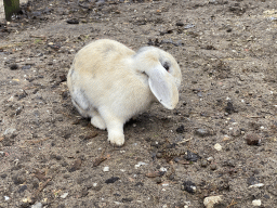 Rabbit at the petting zoo at the Landal Coldenhove holiday park