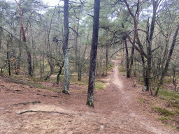 Path at the forest at the Landgoed Boshul estate
