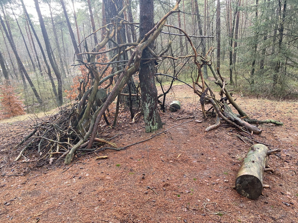 Tree branches at the forest at the Landgoed Boshul estate