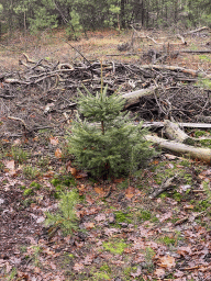 Small tree at the forest at the Landgoed Boshul estate