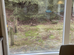 Squirrel on the terrace of our holiday home at the Landal Coldenhove holiday park