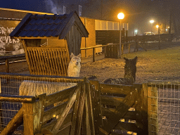 Alpacas at the petting zoo at the Landal Coldenhove holiday park, by night