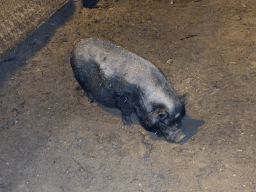 Pig at the petting zoo at the Landal Coldenhove holiday park, by night