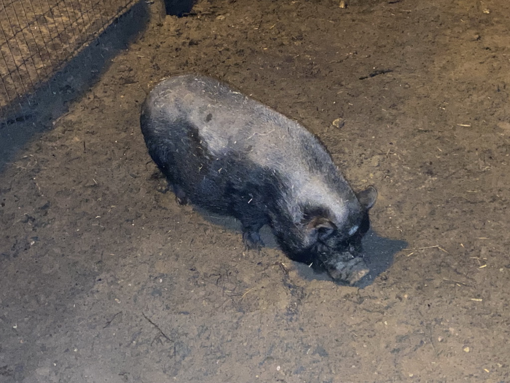 Pig at the petting zoo at the Landal Coldenhove holiday park, by night
