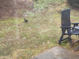 Squirrel on the terrace of our holiday home at the Landal Coldenhove holiday park