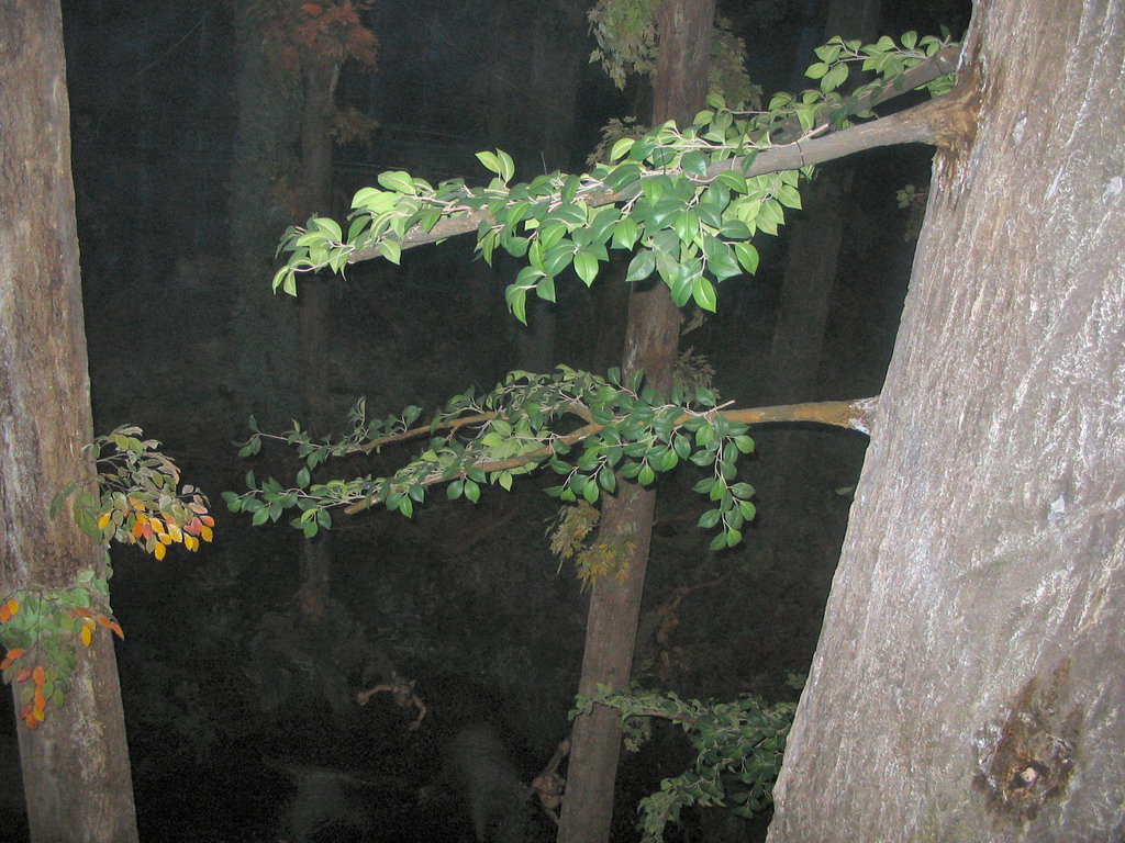 The Squelch Forest in the Droomvlucht attraction at the Marerijk kingdom