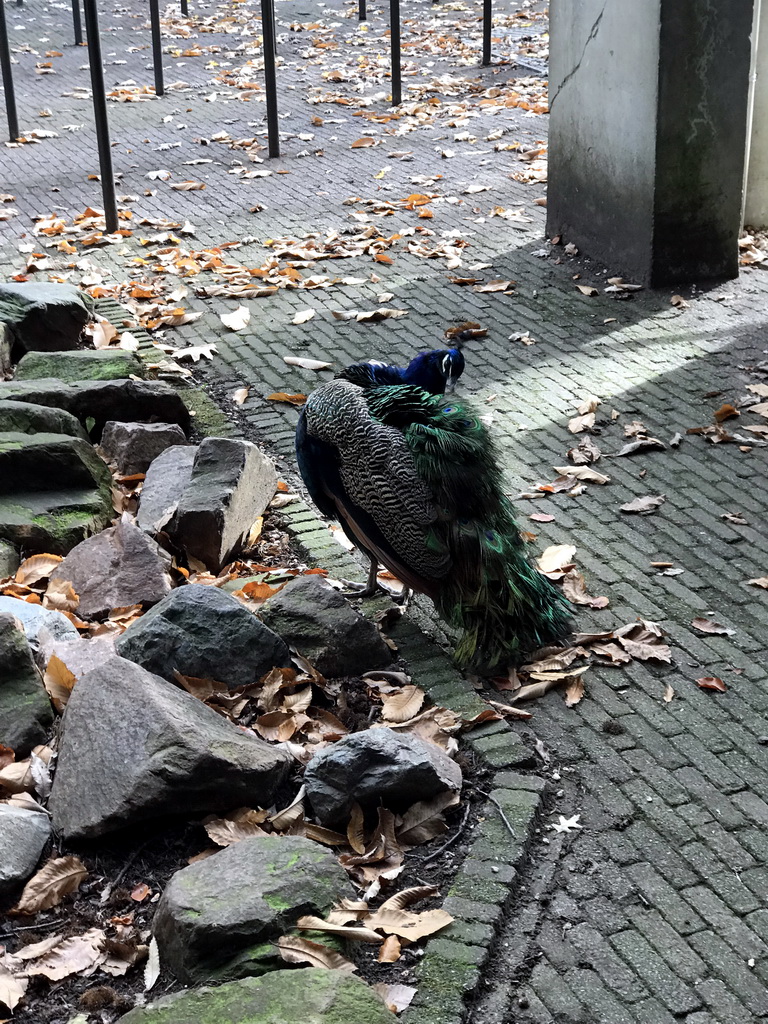 Peacock at the waiting line for the Droomvlucht attraction at the Marerijk kingdom