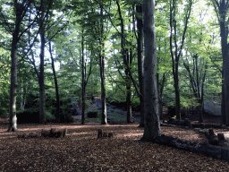 Forest next to the Spookslot attraction at the Anderrijk kingdom