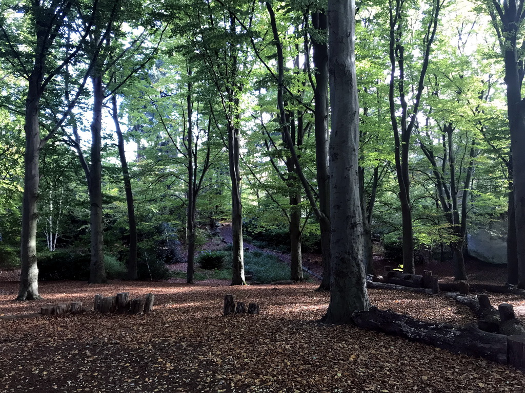 Forest next to the Spookslot attraction at the Anderrijk kingdom