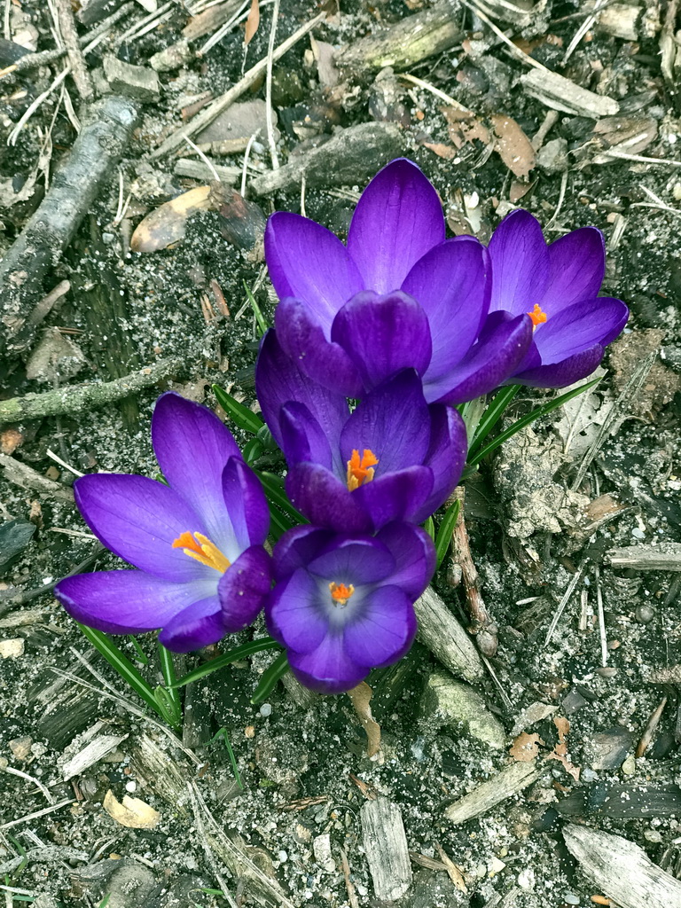 Flowers at the Kindervreugd playing ground at the Marerijk kingdom