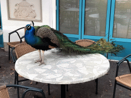 Peacock on a table at the terrace of the Witte Paard restaurant at the Anton Pieck Plein square at the Marerijk kingdom