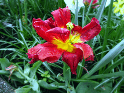 Flower at the front of the House of the Five Senses, the entrance to the Efteling theme park