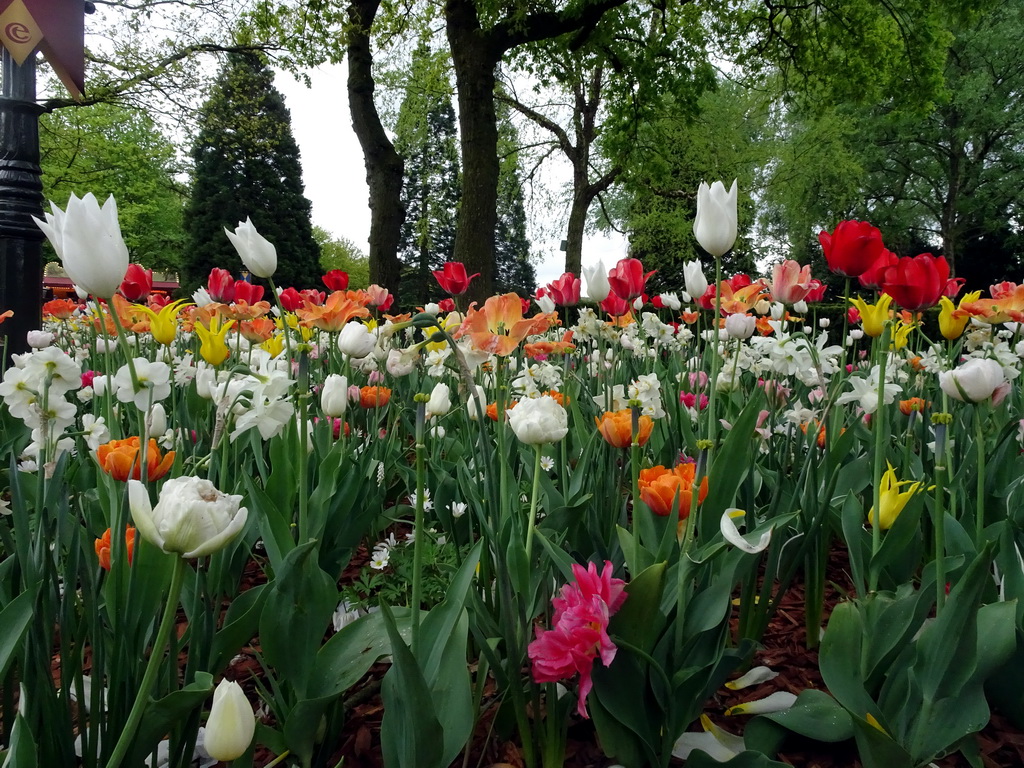 Flowers at the Dwarrelplein square