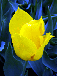 Flower at the Carnaval Festival Square at the Reizenrijk kingdom