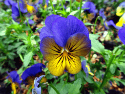 Flower at the Kleuterhof playground at the Reizenrijk kingdom