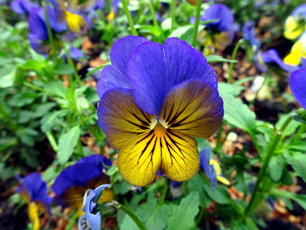 Flower at the Kleuterhof playground at the Reizenrijk kingdom