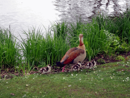 Ducks on the shore of the Gondoletta lake at the Ruigrijk kingdom