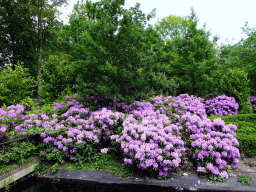 Purple flowers at the Pardoes Promenade at the Marerijk kingdom