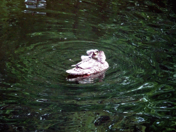 Duck and ducklings in the water next to the Pardoes Promenade at the Marerijk kingdom