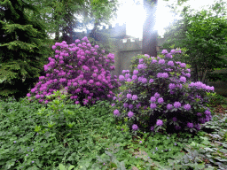 Purple flowers in front of the Diorama attraction at the Marerijk kingdom