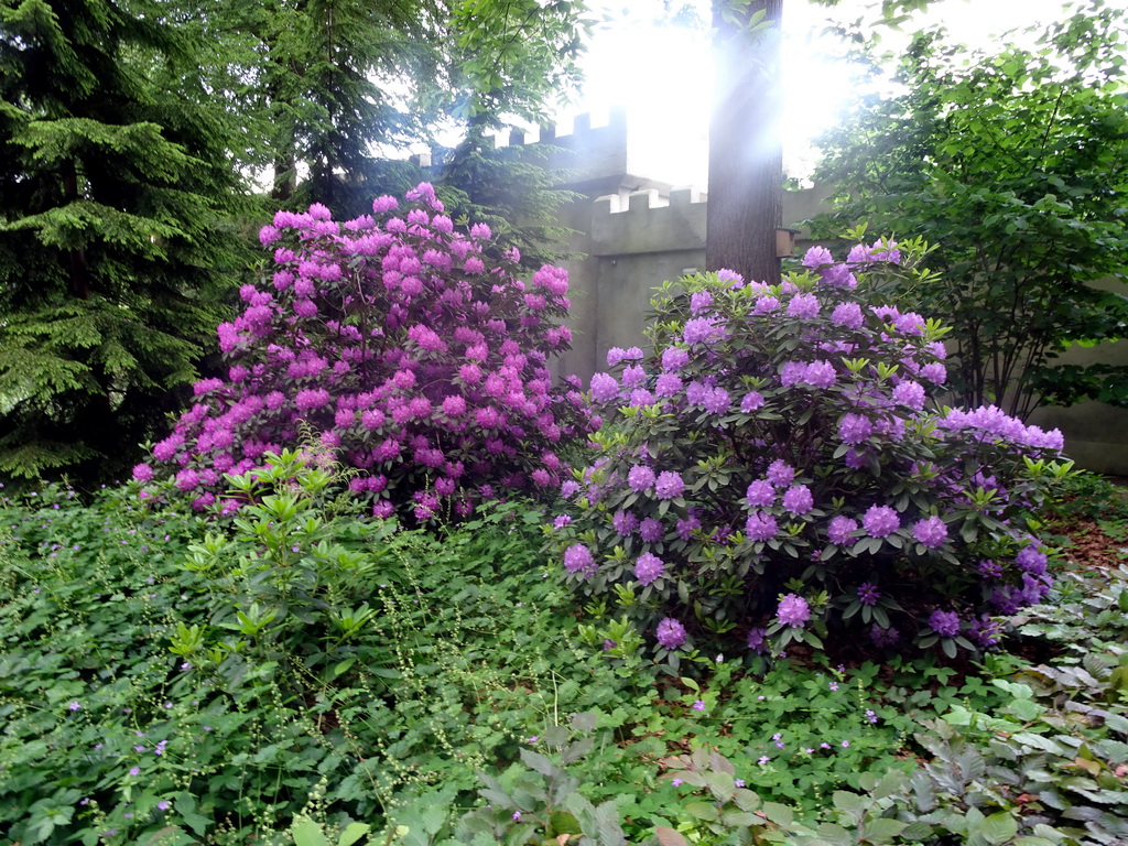 Purple flowers in front of the Diorama attraction at the Marerijk kingdom