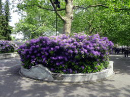 Purple flowers at the Dubbele Laan road from the Marerijk kingdom to the Reizenrijk kingdom