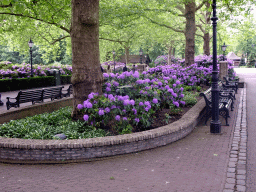 Purple flowers at the Dubbele Laan road from the Reizenrijk kingdom to the Marerijk kingdom