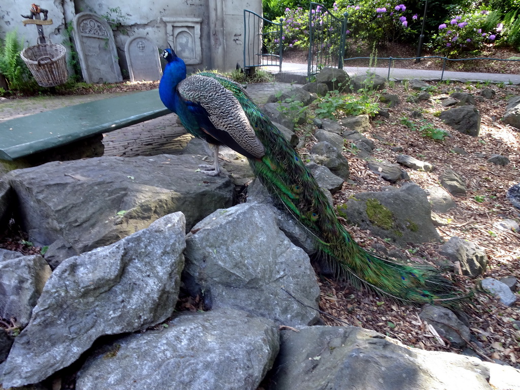 Peacock in front of the Little Match Girl attraction at the Fairytale Forest at the Marerijk kingdom