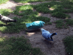 Coloured birds at the Guinevere`s Bridal Gown attraction at the Fairytale Forest at the Marerijk kingdom