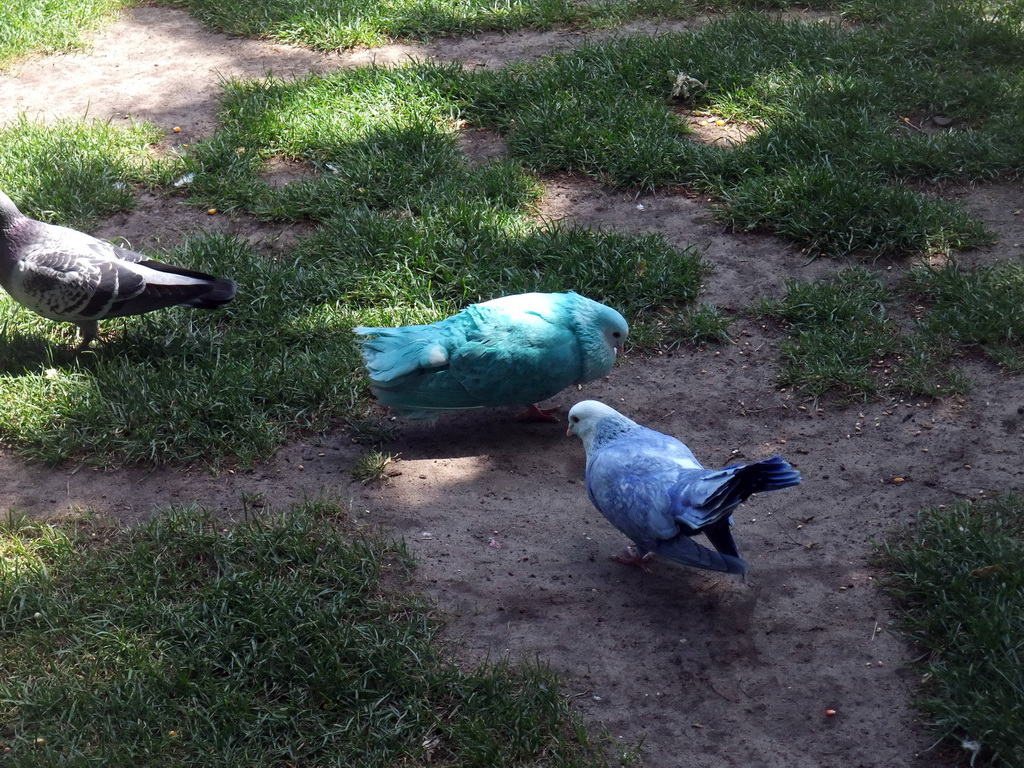 Coloured birds at the Guinevere`s Bridal Gown attraction at the Fairytale Forest at the Marerijk kingdom