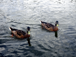 Ducks at the Gondoletta attraction at the Reizenrijk kingdom, viewed from our Gondoletta