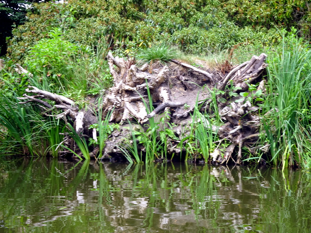 Tree roots at the Gondoletta attraction at the Reizenrijk kingdom, viewed from our Gondoletta