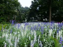 Flowers in front of the De Meermin restaurant at the Ruigrijk kingdom