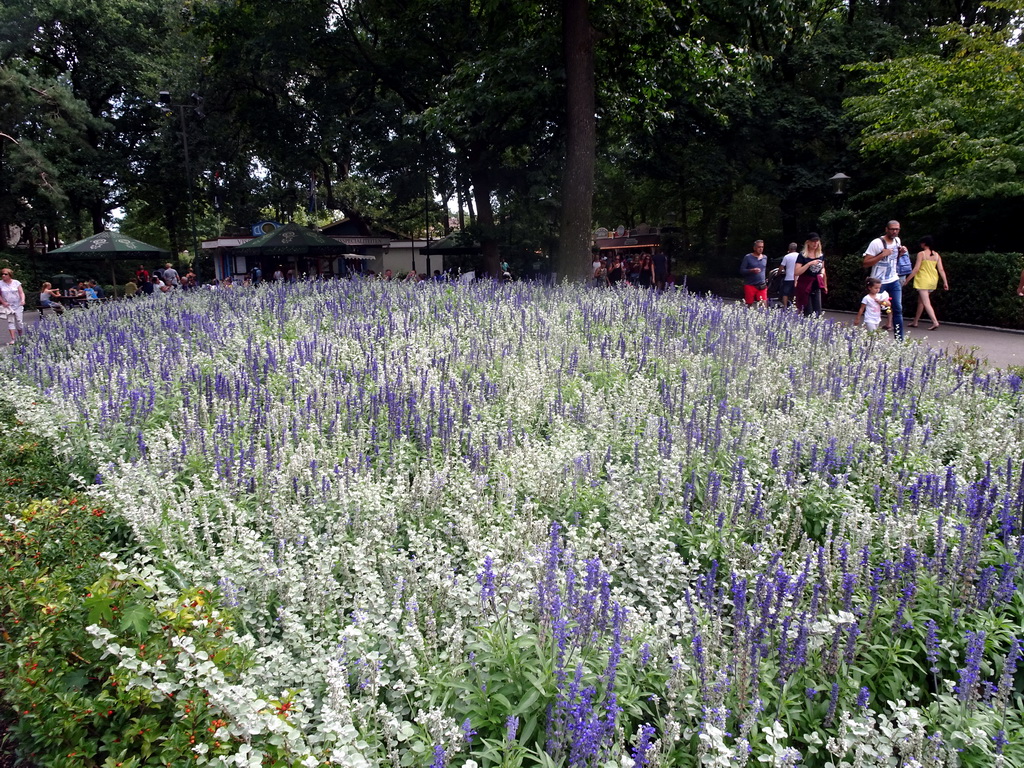 Flowers in front of the De Meermin restaurant at the Ruigrijk kingdom