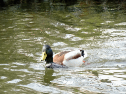Duck at the Gondoletta attraction at the Reizenrijk kingdom