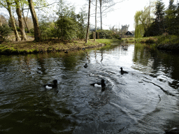 Ducks at the Gondoletta attraction at the Reizenrijk kingdom