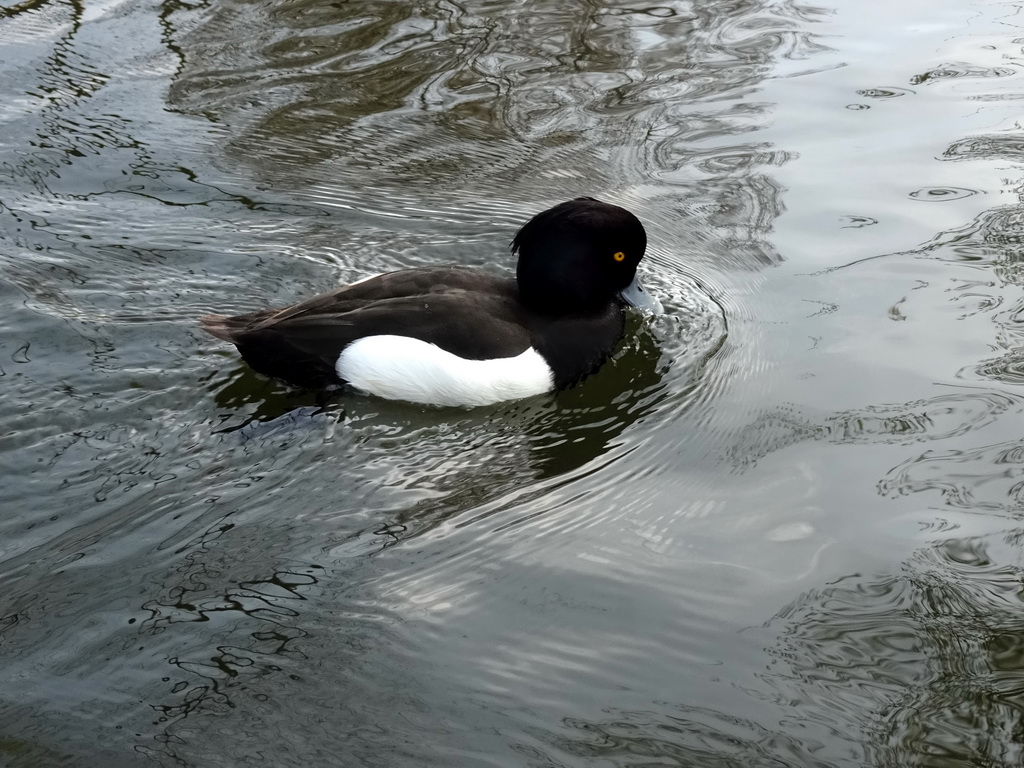 Duck at the Gondoletta attraction at the Reizenrijk kingdom