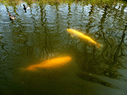 Fish and ducks at the Gondoletta attraction at the Reizenrijk kingdom