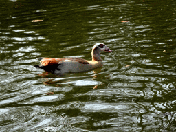 Duck at the Gondoletta attraction at the Reizenrijk kingdom