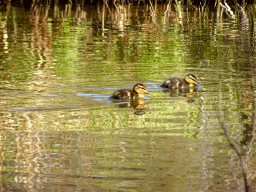 Ducklings at the Gondoletta attraction at the Reizenrijk kingdom