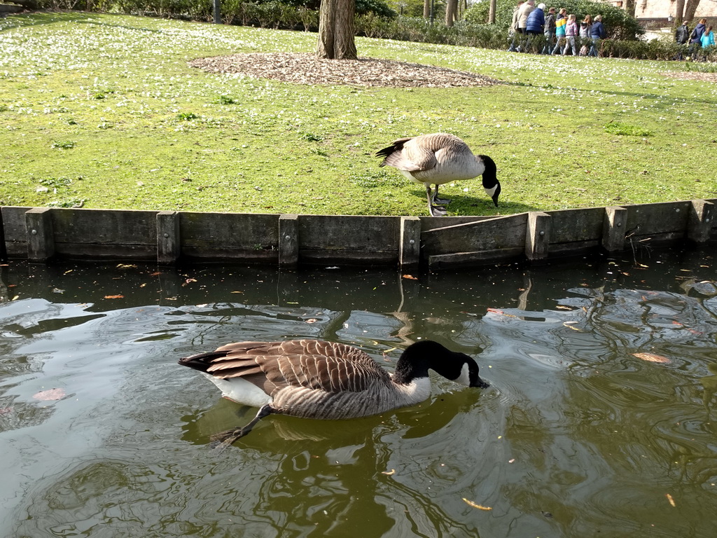 Geese at the Gondoletta attraction at the Reizenrijk kingdom