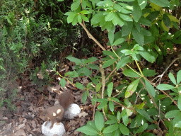 Squirrel at the Kleuterhof playground at the Reizenrijk kingdom