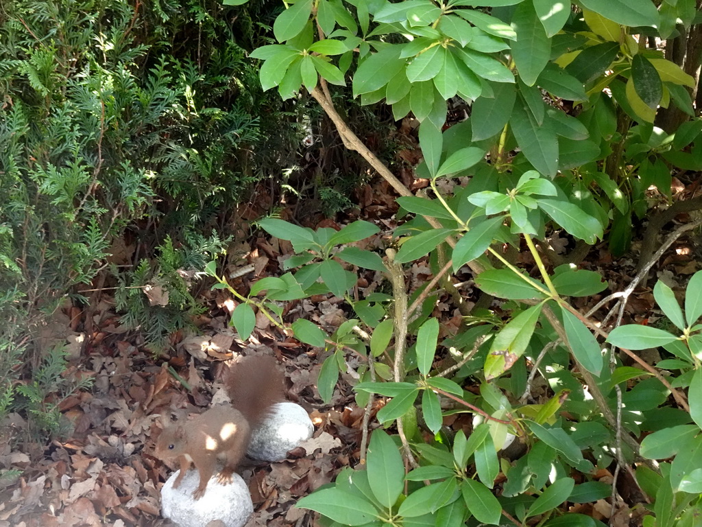 Squirrel at the Kleuterhof playground at the Reizenrijk kingdom