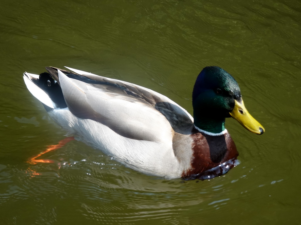 Duck at the Gondoletta attraction at the Reizenrijk kingdom