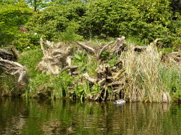 Duck at the Gondoletta attraction at the Reizenrijk kingdom