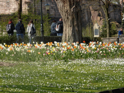 Tulips at the back side of the Symbolica attraction at the Fantasierijk kingdom, viewed from our Gondoletta at the Gondoletta attraction at the Reizenrijk kingdom