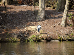 Heron at the Gondoletta attraction at the Reizenrijk kingdom