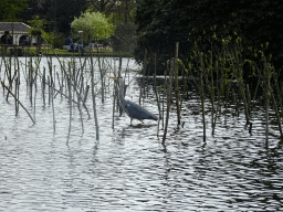 Heron at the Gondoletta attraction at the Reizenrijk kingdom