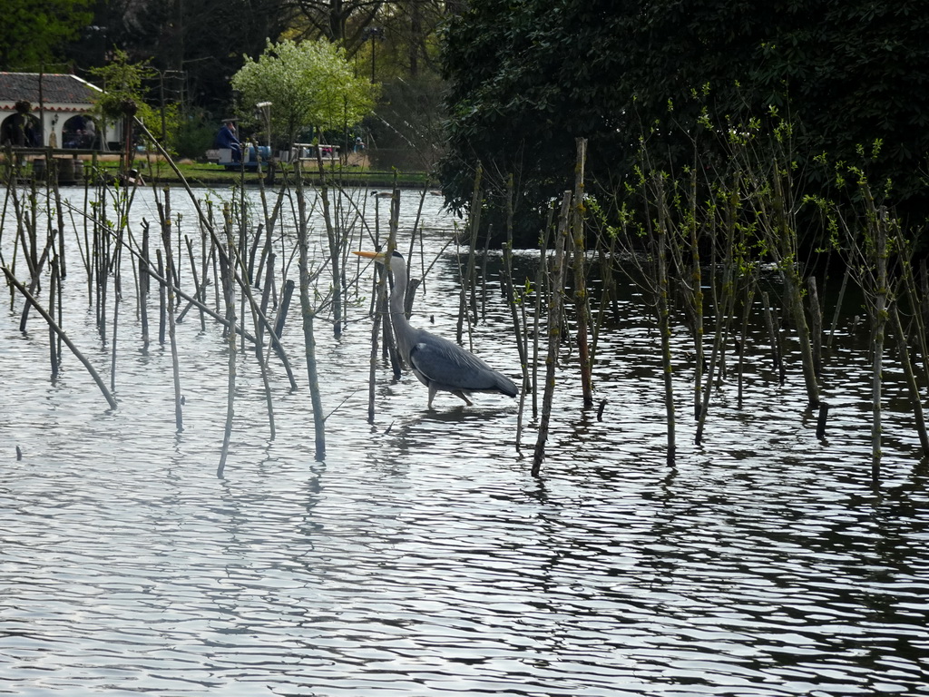 Heron at the Gondoletta attraction at the Reizenrijk kingdom